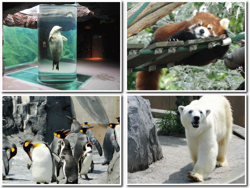 写真提供:旭川市旭山動物園 写真提供:旭川市旭山動物園